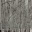 Karelian burl birch A Nordic beauty | 3D Gravur Konfigurator | 17