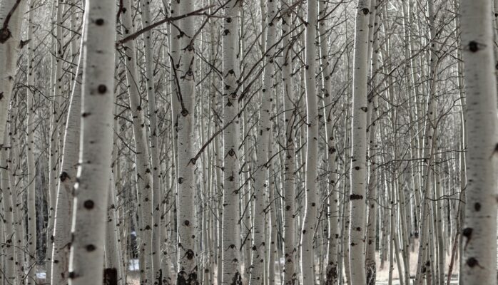 Karelian burl birch A Nordic beauty | 3D Gravur Konfigurator | 1